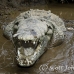 crocodile_american_tar_h_1587_cos2590.jpg